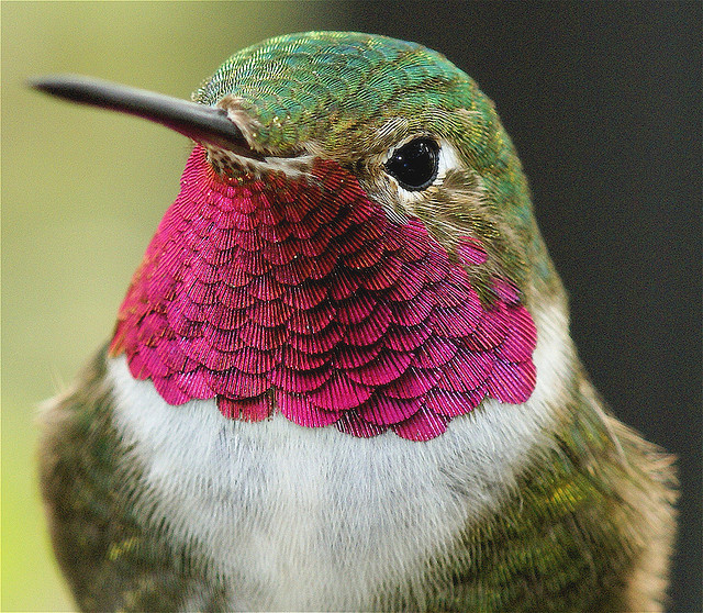 Google Hummingbird Algorithm – What You Need to Know